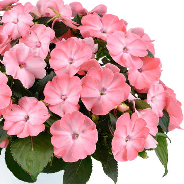 [26年4月上旬予約]ニューギニアインパチェンス：ソルルナ プライム ライトサーモン3.5号ポット