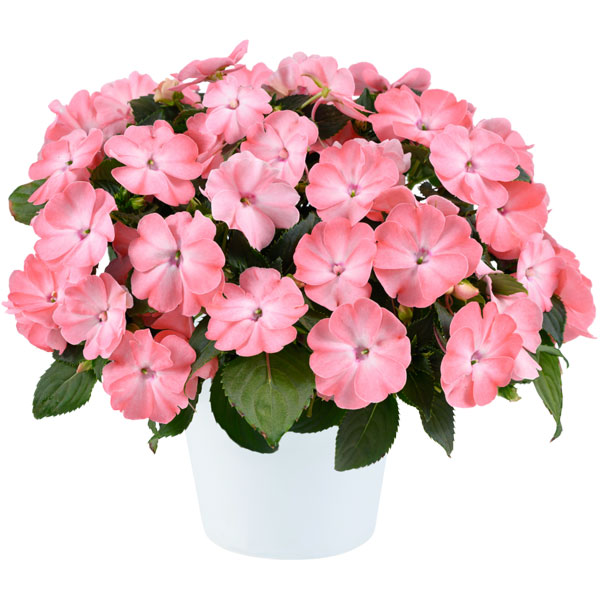 [26年4月上旬予約]ニューギニアインパチェンス：ソルルナ プライム ライトサーモン3.5号ポット