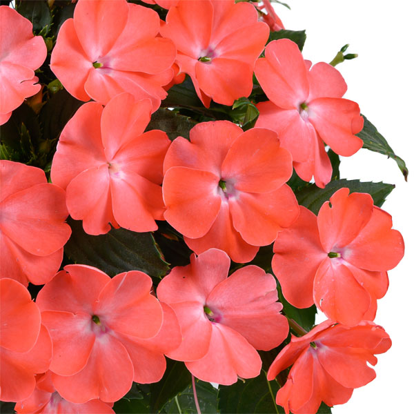 [26年4月上旬予約]ニューギニアインパチェンス：ソルルナ プライム ピーチ3.5号ポット