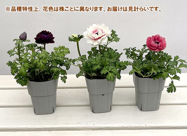 アネモネ:フラン(花色いろいろ)3号ロングポット