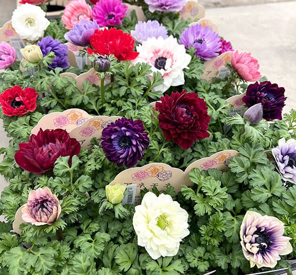 アネモネ:フラン(花色いろいろ)3号ロングポット