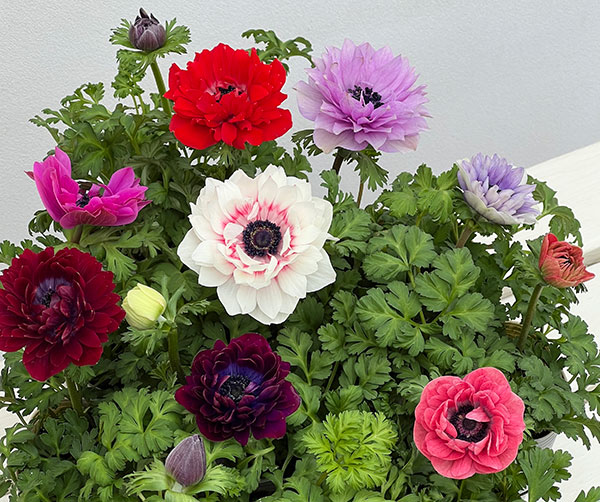 アネモネ:フラン(花色いろいろ)3号ロングポット