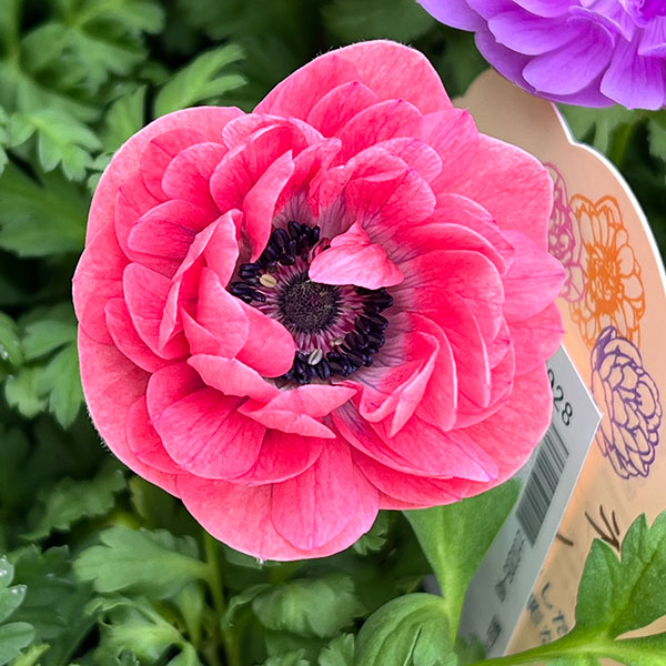 アネモネ:フラン(花色いろいろ)3号ロングポット