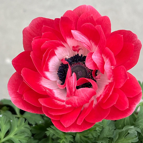 アネモネ:フラン(花色いろいろ)3号ロングポット