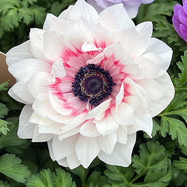 アネモネ:フラン(花色いろいろ)3号ロングポット