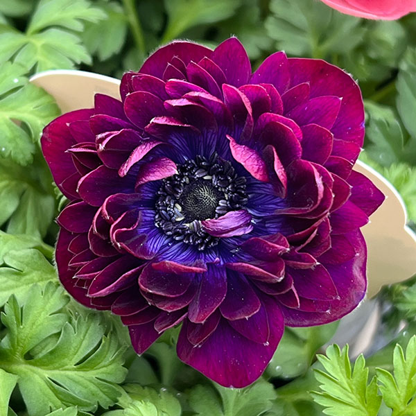 アネモネ:フラン(花色いろいろ)3号ロングポット