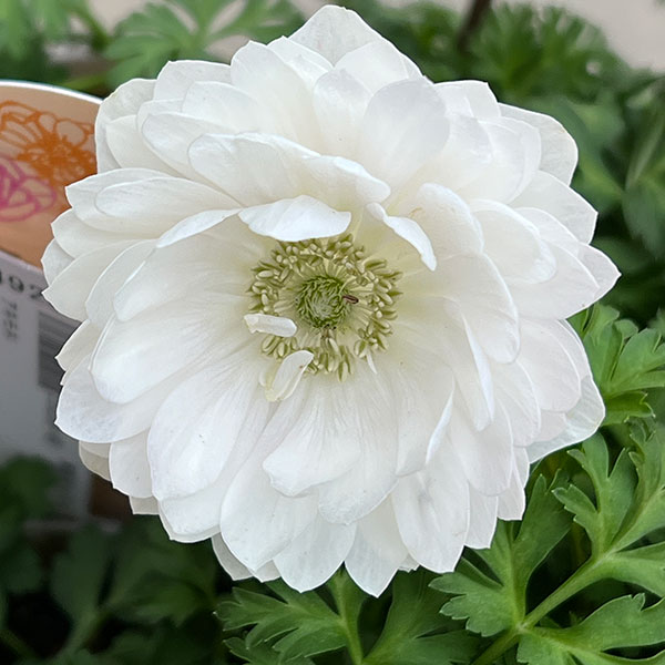 アネモネ:フラン(花色いろいろ)3号ロングポット