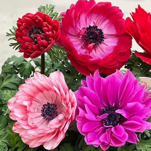 アネモネ:フラン(花色いろいろ)3号ロングポット