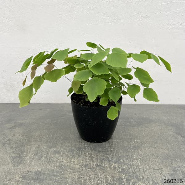 アジアンタム:ペルビアナム 5号鉢植え