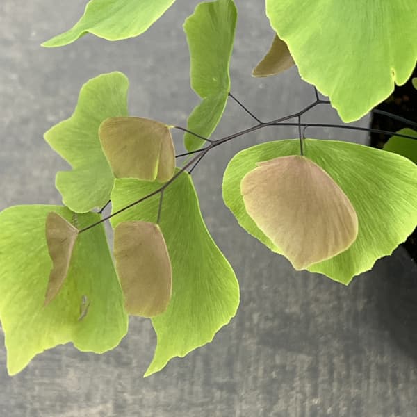 アジアンタム:ペルビアナム 5号鉢植え