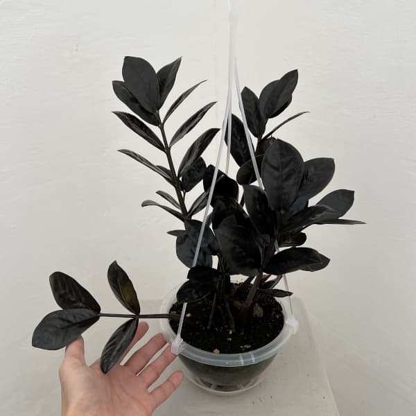 ザミオクルカス:レイヴン 5号吊り鉢(ネガミエルエアー)