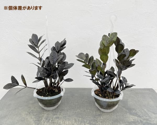 ザミオクルカス:レイヴン 5号吊り鉢(ネガミエルエアー)