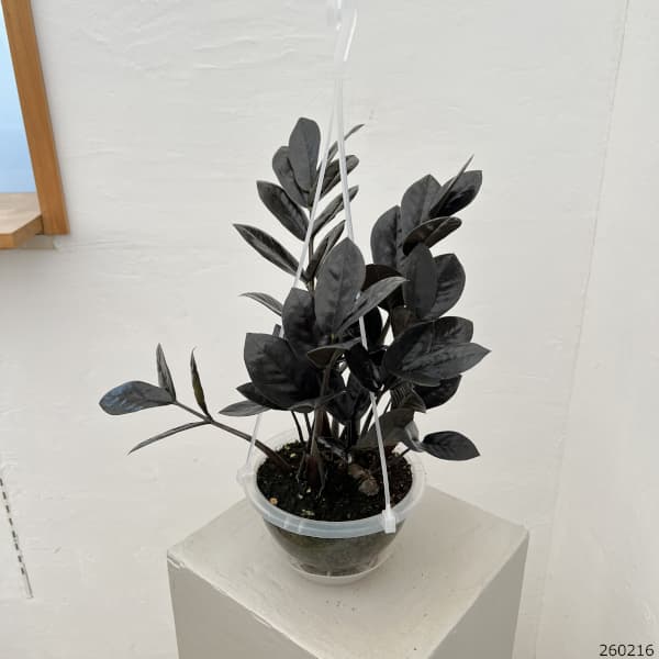 ザミオクルカス:レイヴン 5号吊り鉢(ネガミエルエアー)