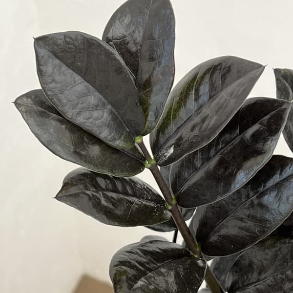 ザミオクルカス:レイヴン 5号吊り鉢(ネガミエルエアー)