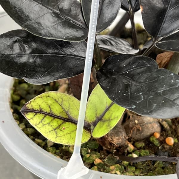 ザミオクルカス:レイヴン 5号吊り鉢(ネガミエルエアー)