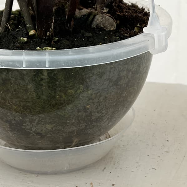 ザミオクルカス:レイヴン 5号吊り鉢(ネガミエルエアー)