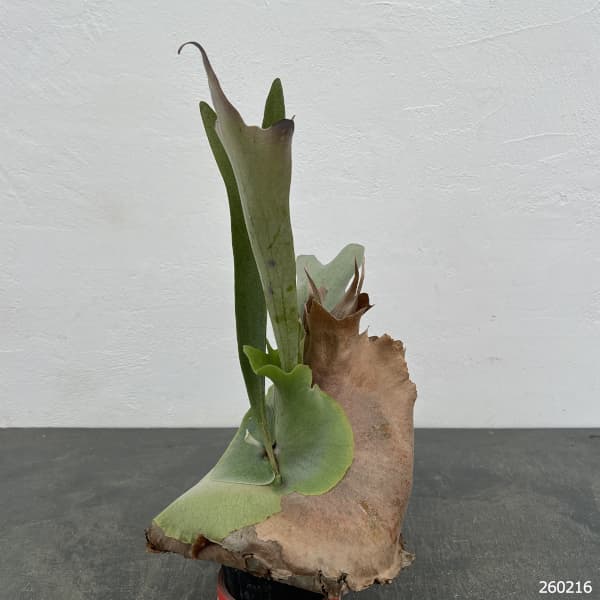 ビカクシダ（コウモリラン）：ネザーランド　クラフト用（Lサイズ）3号ポット