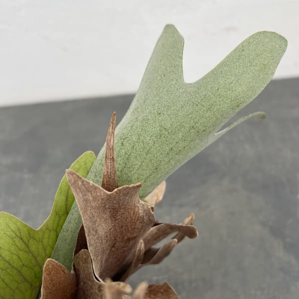 ビカクシダ（コウモリラン）：ネザーランド　クラフト用（Lサイズ）3号ポット