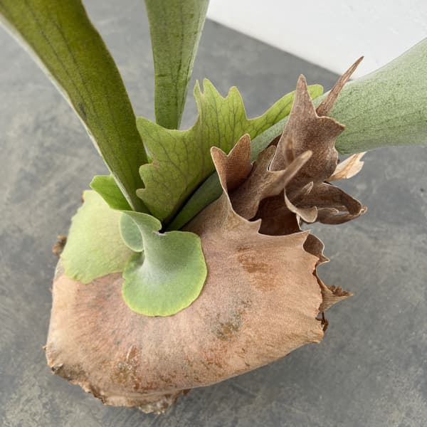 ビカクシダ（コウモリラン）：ネザーランド　クラフト用（Lサイズ）3号ポット