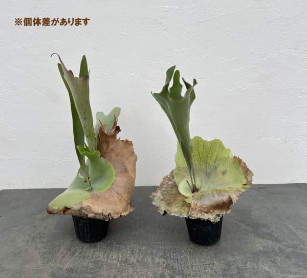 ビカクシダ（コウモリラン）：ネザーランド　クラフト用（Lサイズ）3号ポット