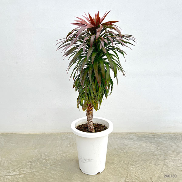 ユッカ:デスメティアーナ 7号鉢植え26-01