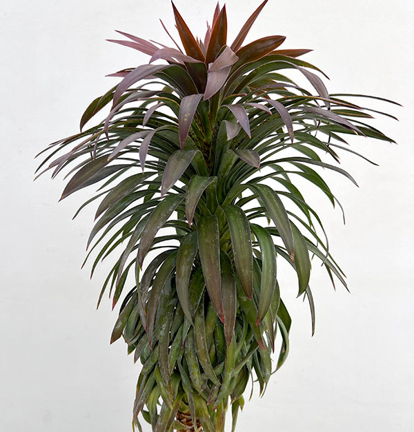 ユッカ:デスメティアーナ 7号鉢植え26-01