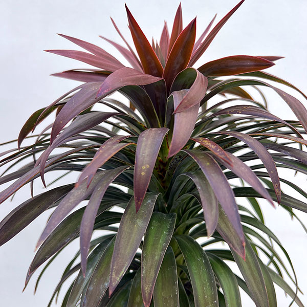 ユッカ:デスメティアーナ 7号鉢植え26-01