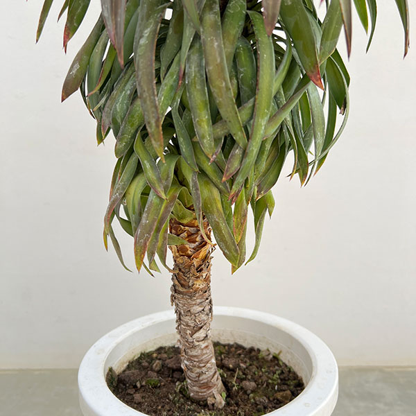 ユッカ:デスメティアーナ 7号鉢植え26-01