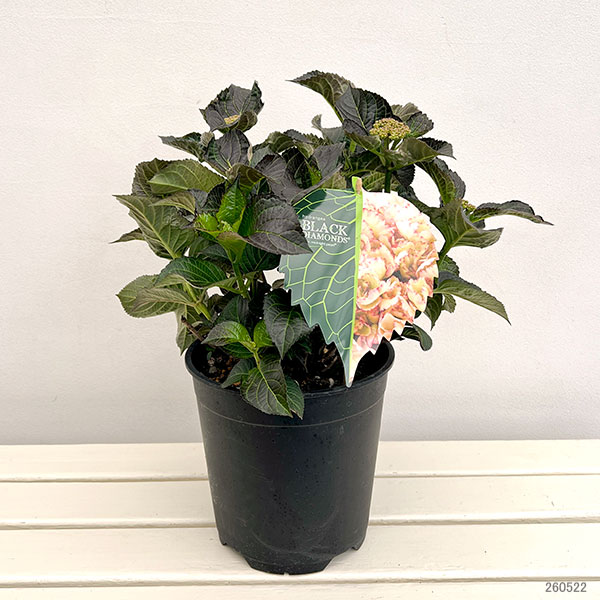 アジサイ:ミッドナイトパール7号鉢植え