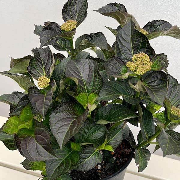 アジサイ:ミッドナイトパール7号鉢植え