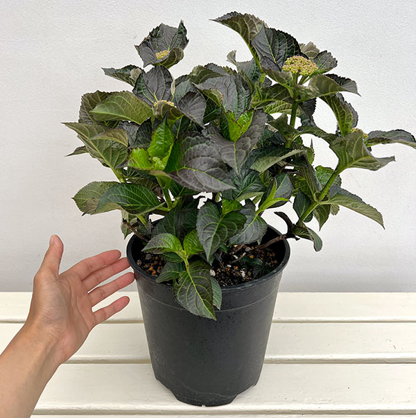 アジサイ:ミッドナイトパール7号鉢植え