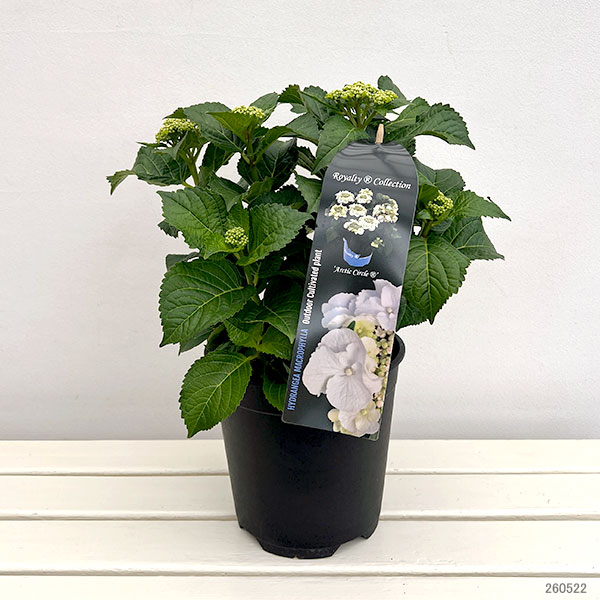 アジサイ:アークティックサークル(R)7号鉢植え