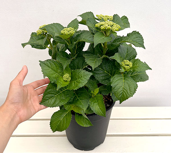 アジサイ:アークティックサークル(R)7号鉢植え