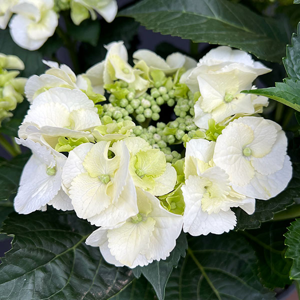 アジサイ：アークティックサークル(R)7号鉢植え