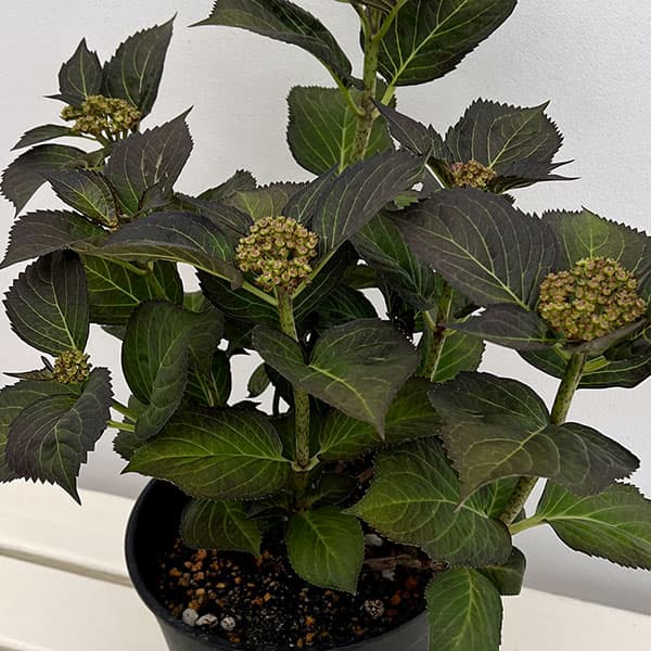 アジサイ：サンバファイヤー7号鉢植え