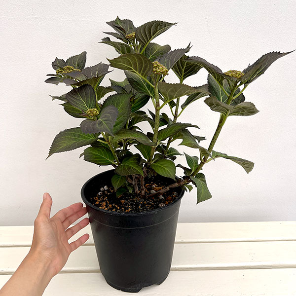 アジサイ：サンバファイヤー7号鉢植え