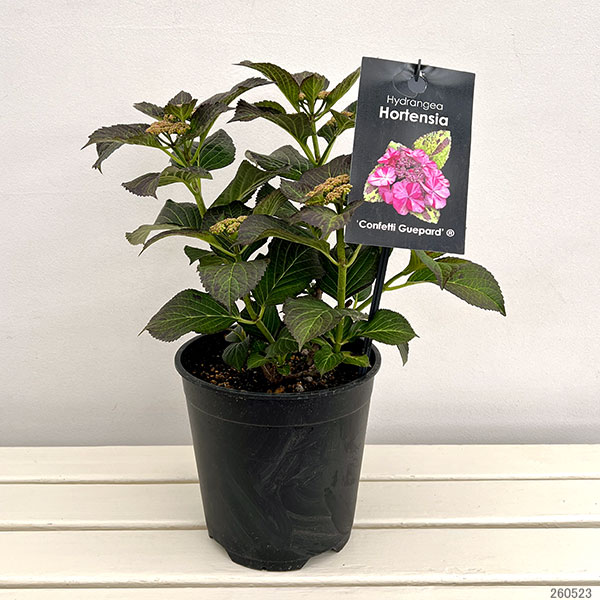 アジサイ：コンフェッティゲパール7号鉢植え