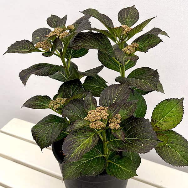 アジサイ：コンフェッティゲパール7号鉢植え