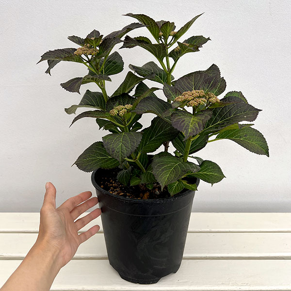 アジサイ：コンフェッティゲパール7号鉢植え