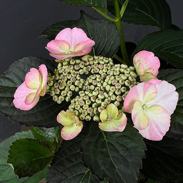 園芸ネット本店｜アジサイ：コンフェッティゲパール7号鉢植え の通販