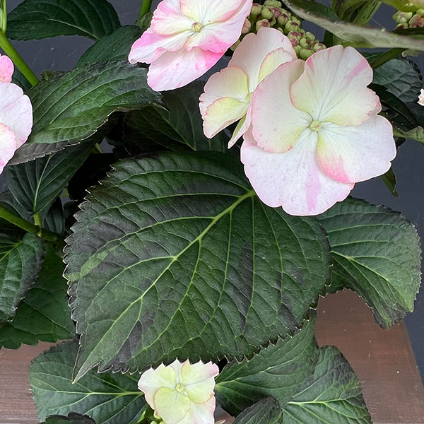 園芸ネット本店｜アジサイ：コンフェッティゲパール7号鉢植え の通販