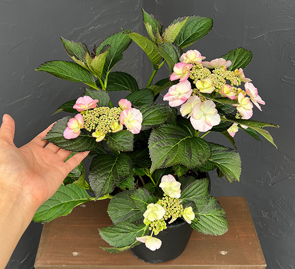園芸ネット本店｜アジサイ：コンフェッティゲパール7号鉢植え の通販