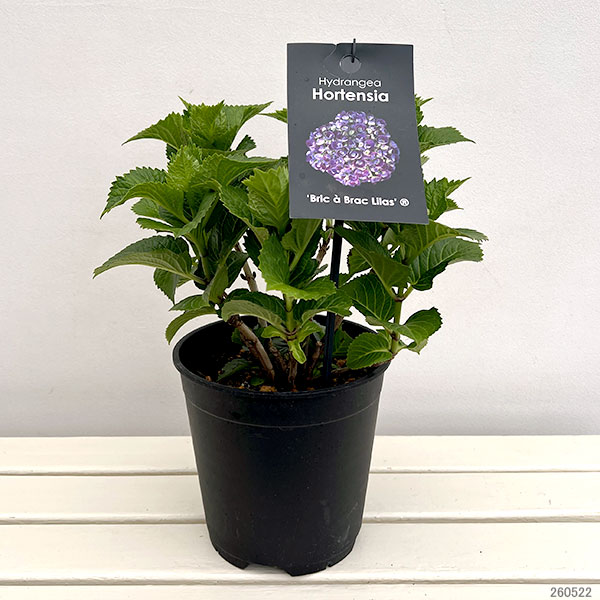 アジサイ:ブリック・ア・ブラック・リラ7号鉢植え