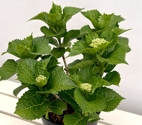 アジサイ:ブリック・ア・ブラック・リラ7号鉢植え