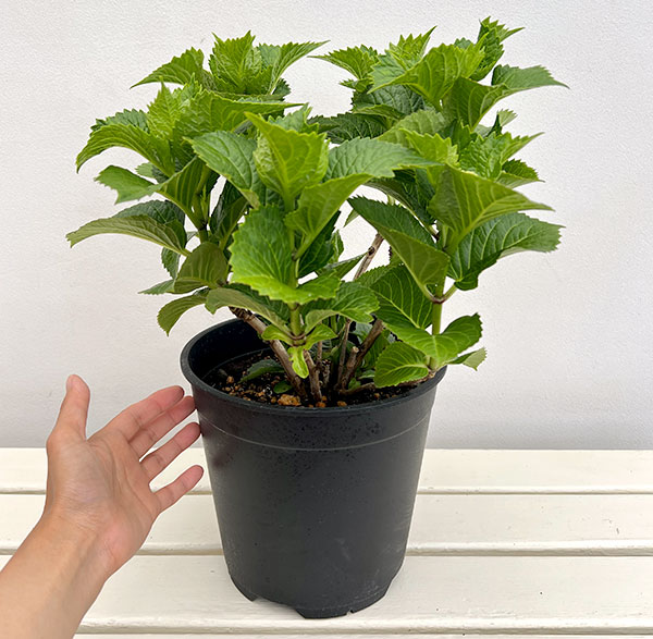アジサイ:ブリック・ア・ブラック・リラ7号鉢植え