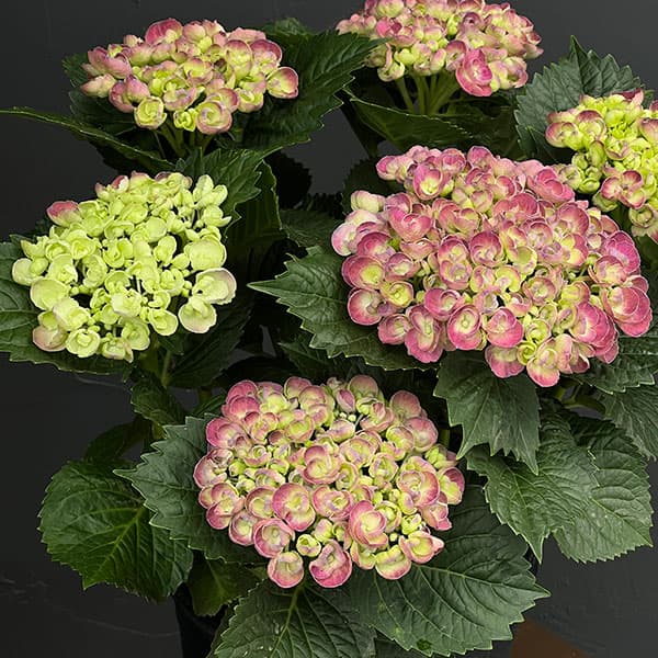 アジサイ:ブリック・ア・ブラック・リラ7号鉢植え