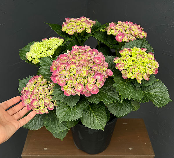 アジサイ:ブリック・ア・ブラック・リラ7号鉢植え
