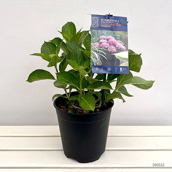 アジサイ：ピンキー バインダー7号鉢植え