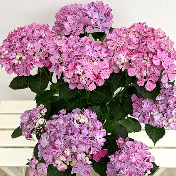園芸ネット本店｜アジサイ：ピンキー バインダー7号鉢植え の通販【公式】