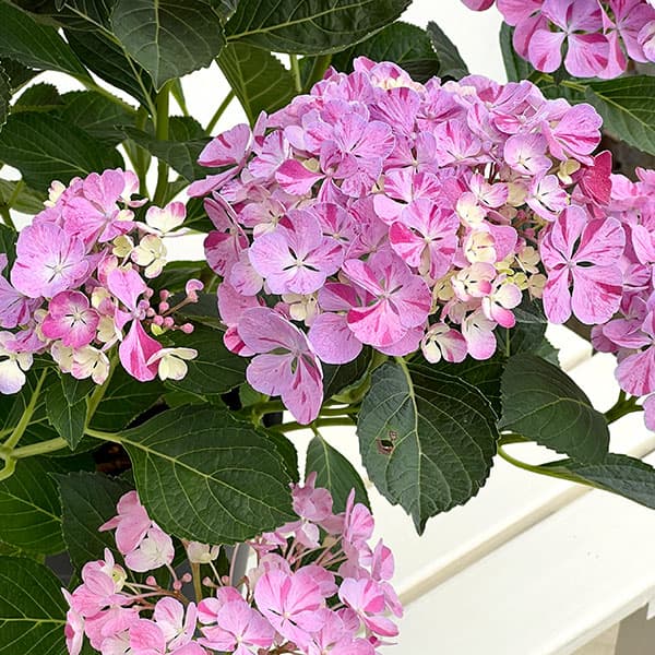 園芸ネット本店｜アジサイ：ピンキー バインダー7号鉢植え の通販【公式】
